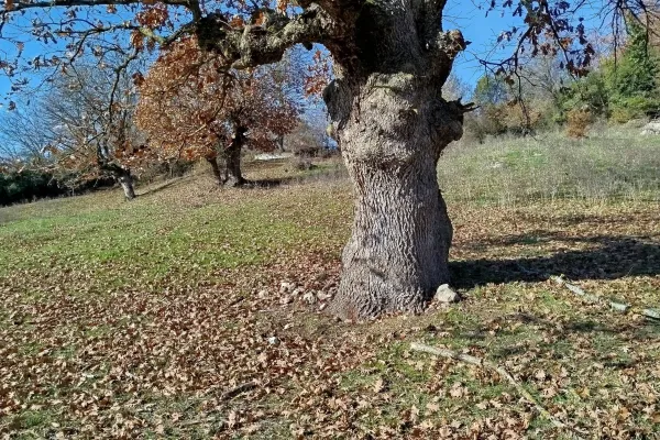 Fotoğraf 15