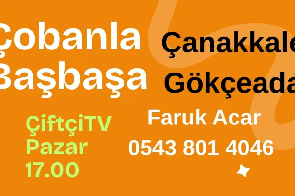Çobanla Başbaşa Çanakkale Gökçeada-2 Keçi Çobanı ve Kulak Küpelemesi Faruk Acar 0543 801 4046