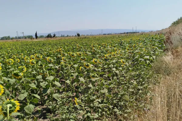 Fotoğraf 21