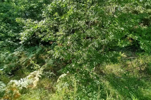 Fotoğraf 16