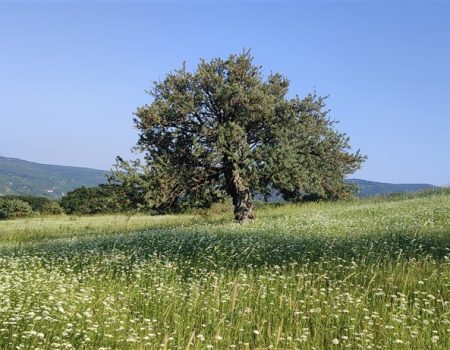10.972Tar Balya KadıköySami 550-6001